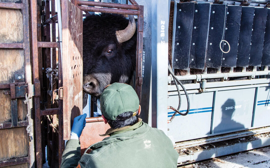 At Stephens Creek Capture Facility, staff send straying bison to slaughter. Popular Science 2019 article by Kate Morgan