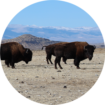 All About Buffalo Herd