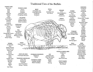 Anatomical Buffalo Educational PDF