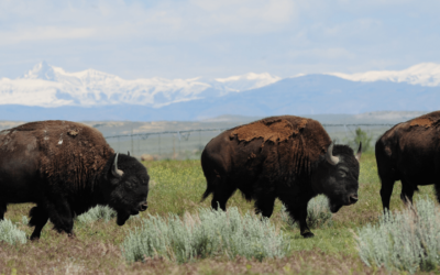 How Bison Create a Network of Healing