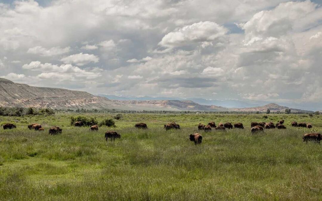 The Buffalo Revivers of the Wind River Reservation