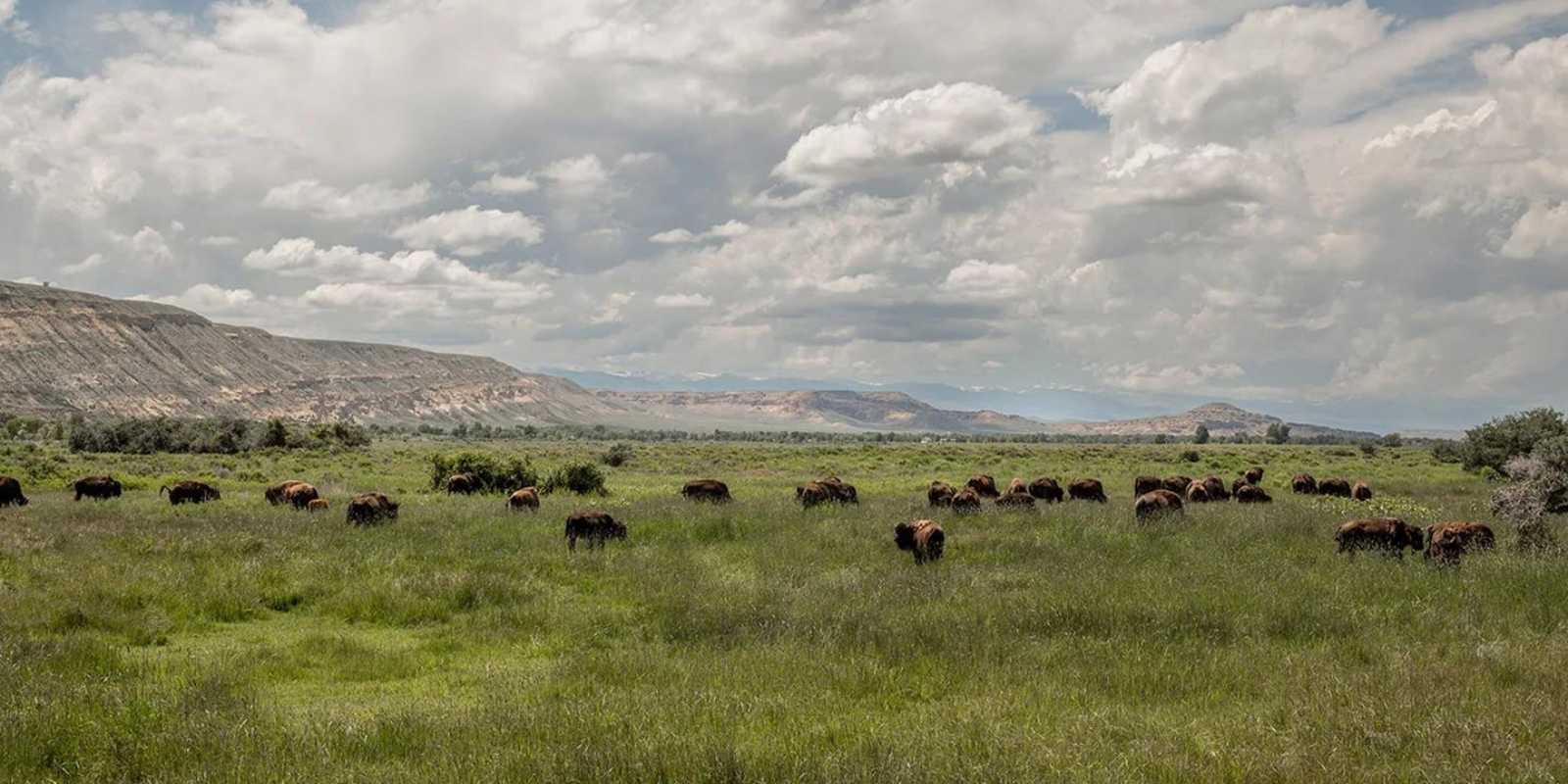 The Eastern Shoshone buffalo herd grazes on the Wind River Indian Reservation in central Wyoming. Photo credit: Ryan Dorgan
