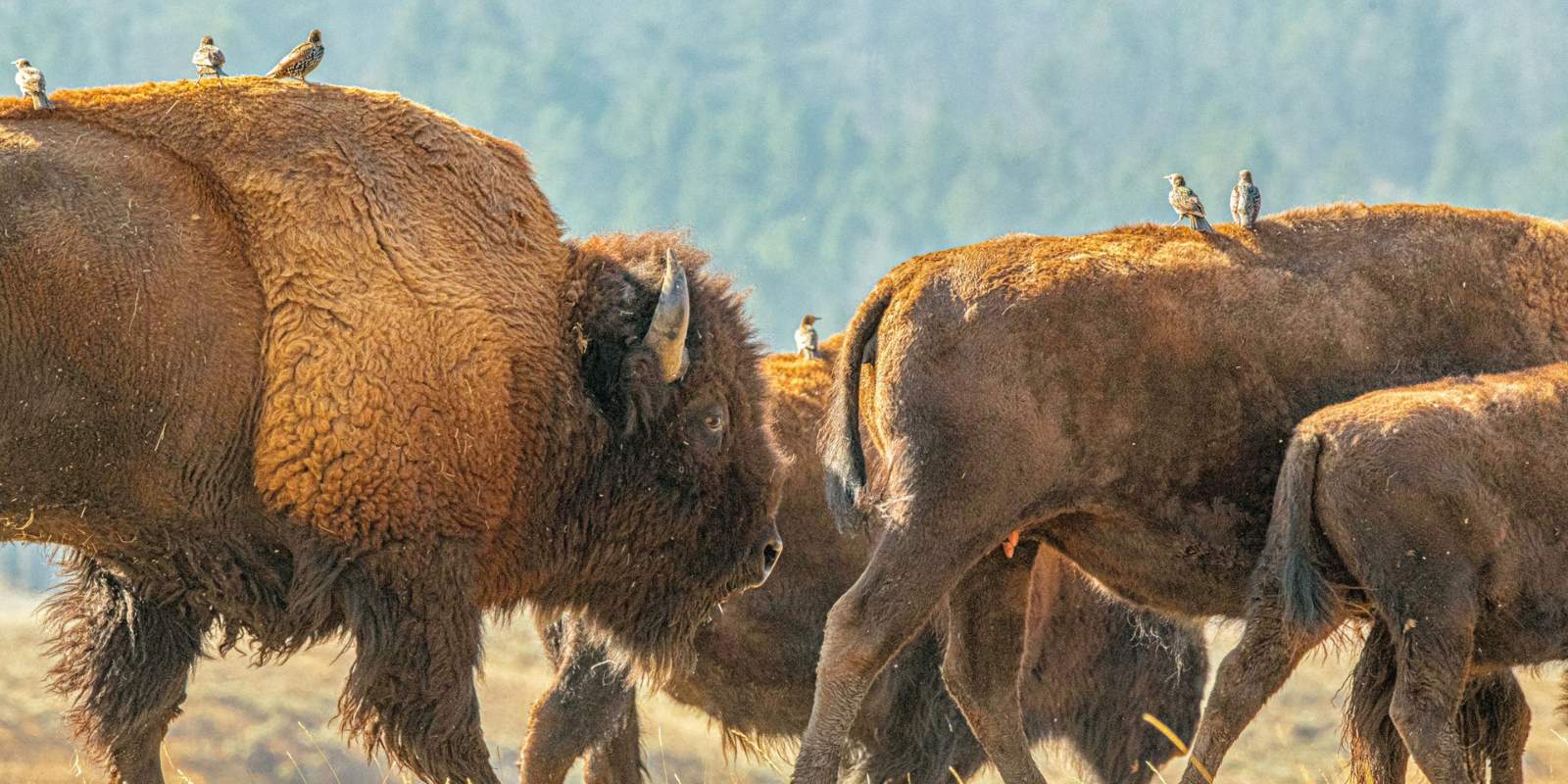 Photo by Hari Nanakumar of a buffalo walking through landscape with birds on their backs | For The Wild Podcast