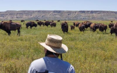 How A Dream To Bring Back Wild Buffalo Is Slowly Decolonizing Tribal Land