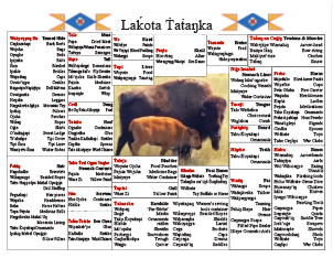 Traditional Buffalo Uses Educational PDF