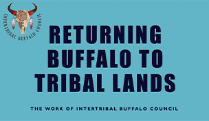 Returning Buffalo to Tribal Lands Educational PDF