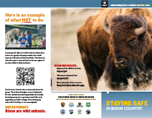Staying Safe in Bison Country Brochure