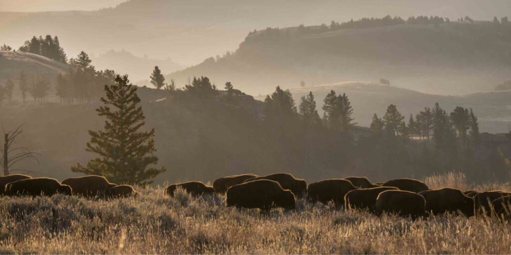Bison herd in Yellowstone’s Lamar Valley. Photo Credit: Yellowstone National Park.