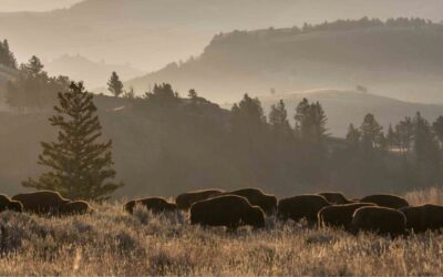 Yellowstone National Park Prepares New Interagency Bison Management Plan
