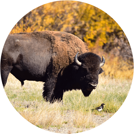 all about buffalo keystone species