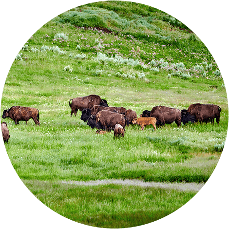 Wind River Buffalo Initiative herd