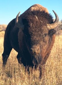 buffalo head shot