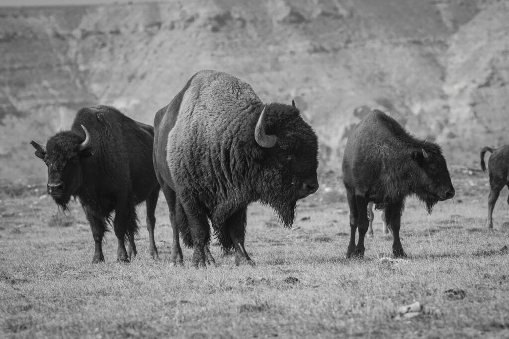 Buffalo on the Eastern Shoshone Tribe’s reclaimed property on the Wind River Reservation. The herd is part of a national effort to restore wild buffalo to tribal lands across the West. Photo by Russel Albert Daniels/High Country News