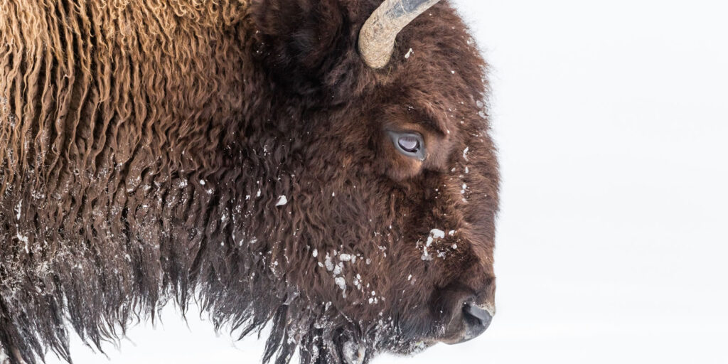 Denver donates 30 bison to Tribal Nations