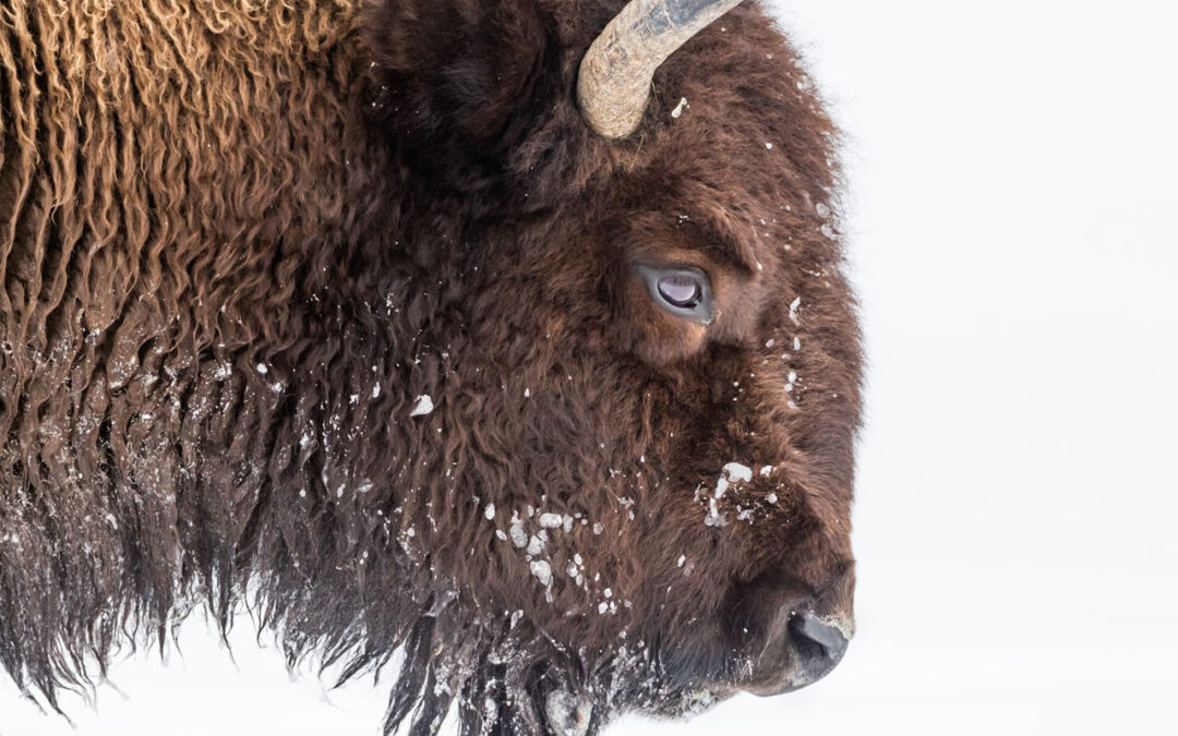 Denver Donates 30 Bison to Tribal Nations