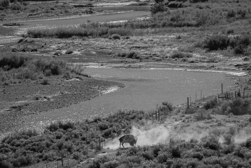 A lone buffalo shakes itself after a dust bath along the banks of the Wind River. Photo by Russel Albert Daniels/High Country News