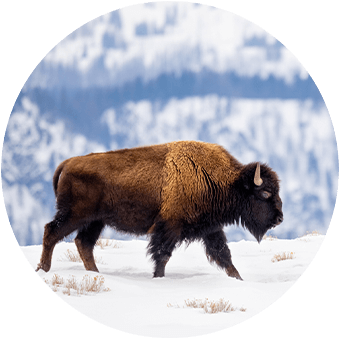 Connect with Wind River Tribal Buffalo Initiative