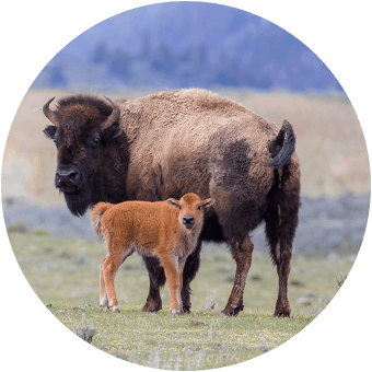 Buffalo mom and calf
