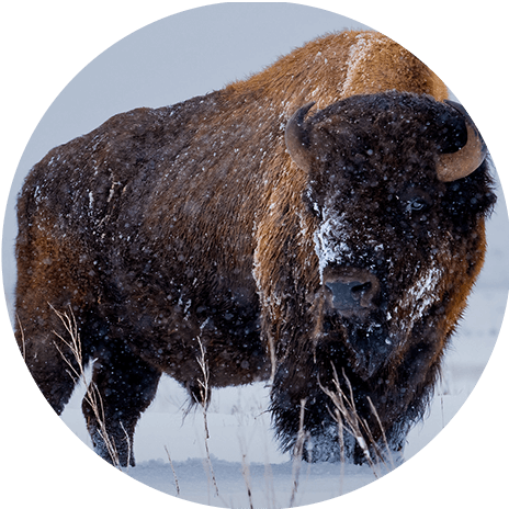 Facts about Buffalo
