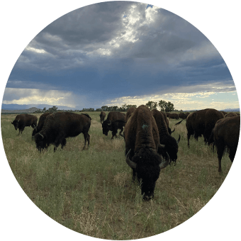 Buffalo Myths and Facts