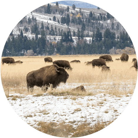 Healing & Recovery with help of Buffalo