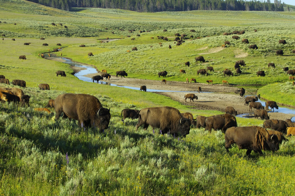 Herd of Bison in the Hayden Valley, Yellowstone National Park.