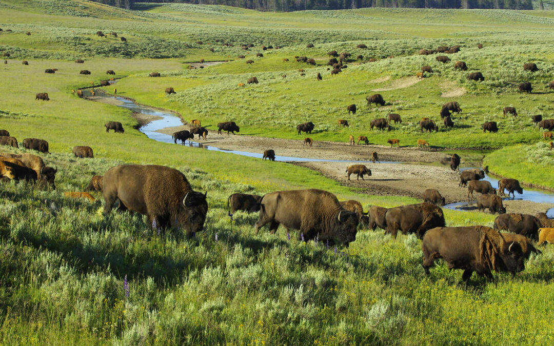The Yellowstone herd continues to increase.