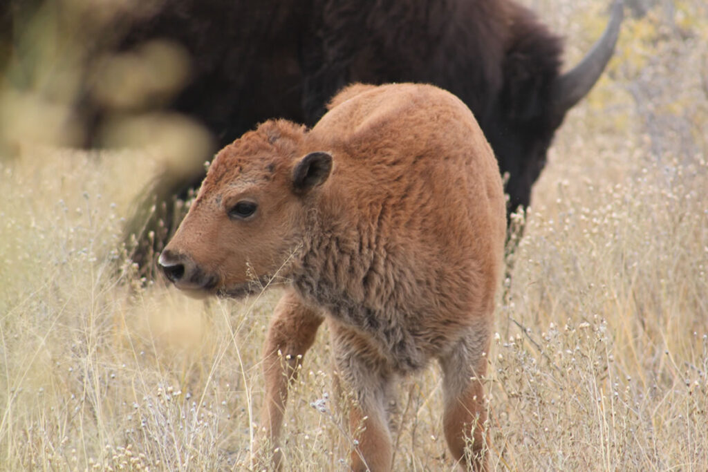 red dog calf standing