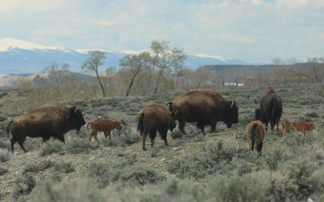 buffalo family walking