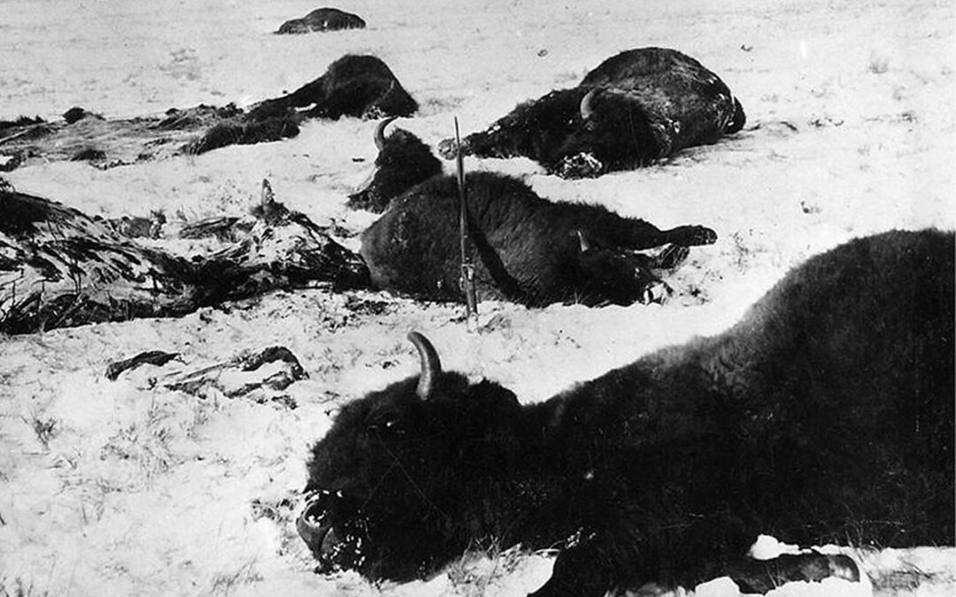 buffalo slain snow