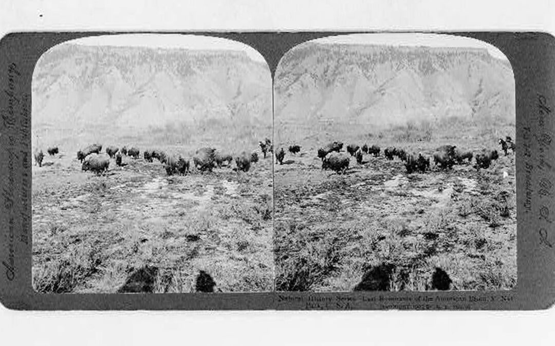 historic buffalo photos