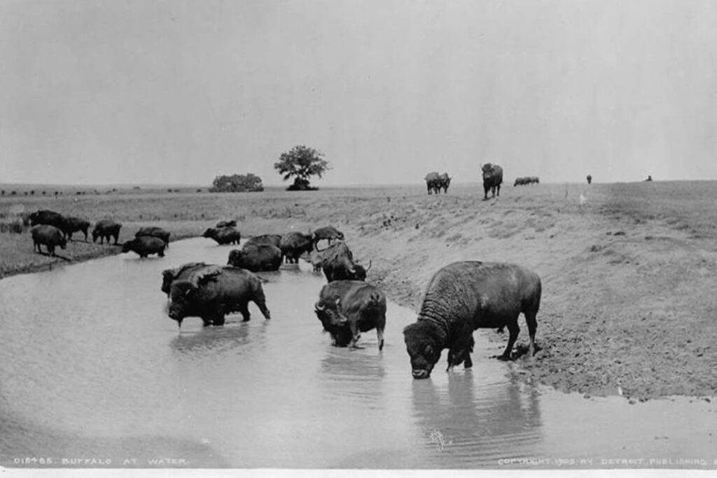 historic buffalo photo