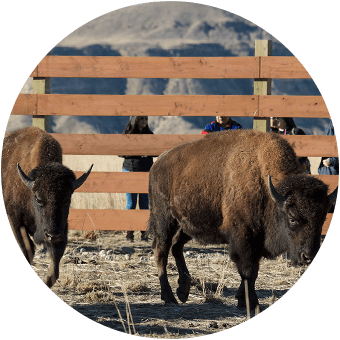 Visit the Buffalo Herd