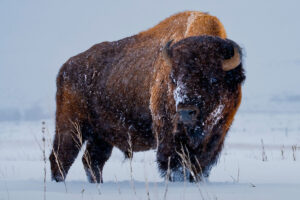 Winter Buffalo by Jared Kail